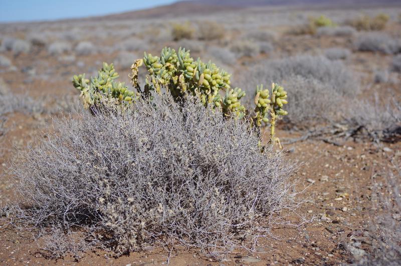 0 Bedroom Property for Sale in Calvinia Rural Northern Cape